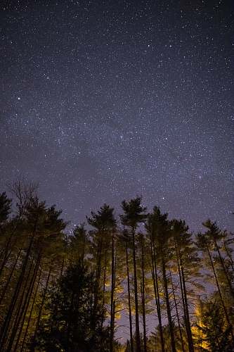 grey low-angle photo of green leaf trees new england